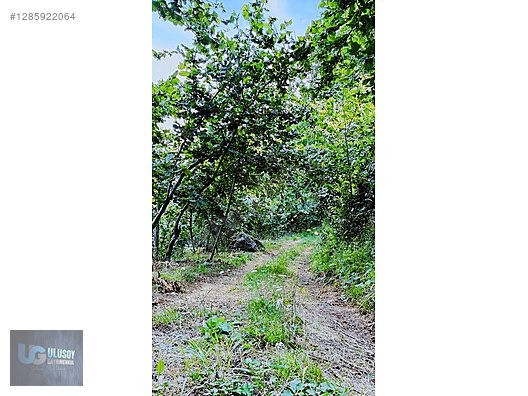 4,5 DÖNÜM FINDIK TARLASI - BARTIN MERKEZ fotoğraf 12