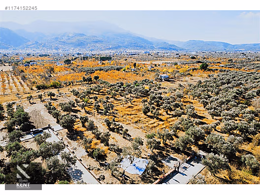 Kemalpaşa Sekiz Eylül Merkeze Yakın Satılık 3440 m2 Zeytinlik - İZMİR KEMALPAŞA fotoğraf 37