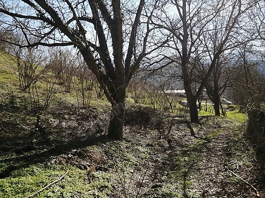 TAŞKESTİ EMLAKTAN ORTAKÖYDE İMARLI FINDIK VE CEVİZ BAHÇESİ - BOLU MUDURNU fotoğraf 3