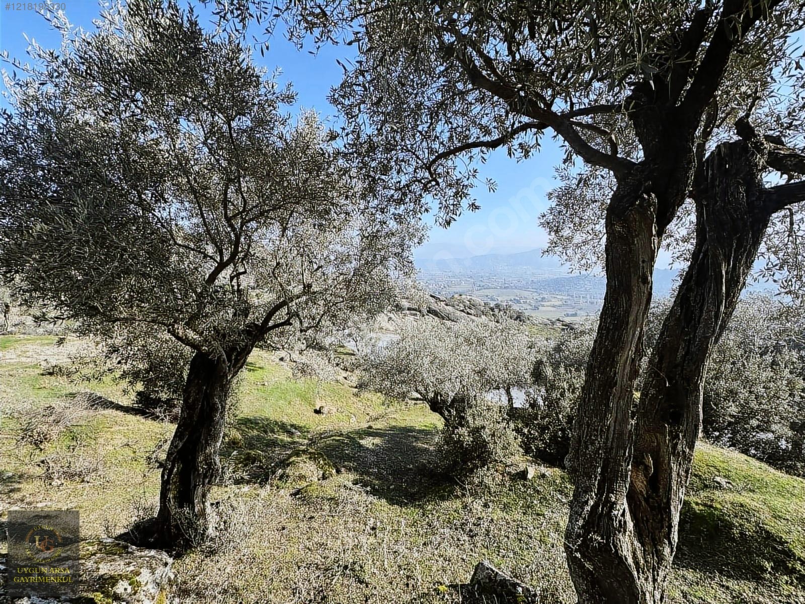 AYDIN KARPUZLU MERKEZ'DE 21.050 M2 ANA YOLA CEPHE ZEYTİNLİK - AYDIN KARPUZLU fotoğraf 6