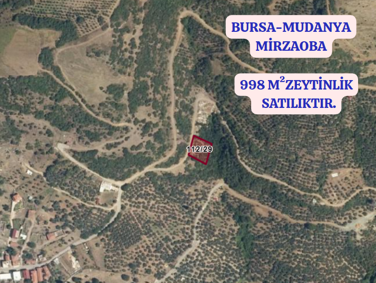 BURSA MUDANYA MİRZAOBA KÖYÜNDE 998 M²  ZEYTİNLİK SATILIKTIR - BURSA MUDANYA fotoğraf 2