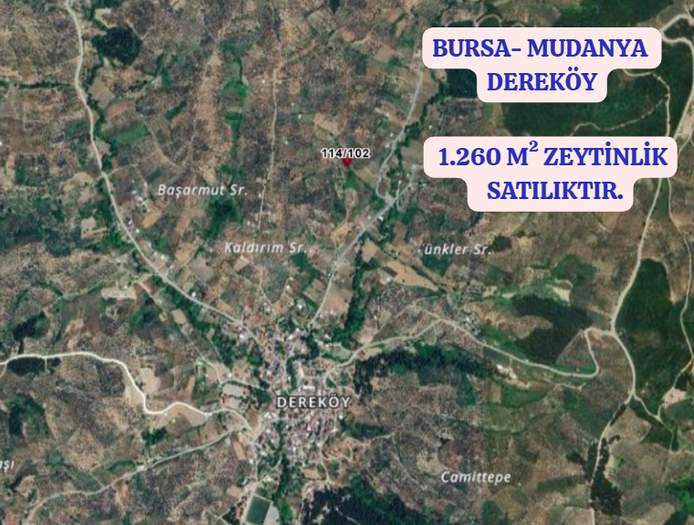 BURSA MUDANYA DEREKÖY KÖYÜNDE 1.260 M² ZEYTİNLİK SATILIKTIR. - BURSA MUDANYA fotoğraf 2