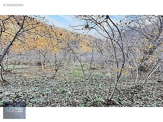 4,5 DÖNÜM FINDIK TARLASI - BARTIN MERKEZ fotoğraf 21