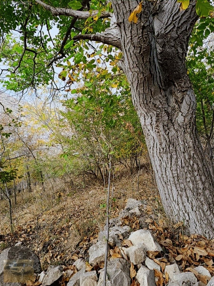 Kemer belenlide kòyiçi arsa bahçe suyu sınırsız sulama - BURDUR KEMER fotoğraf 15