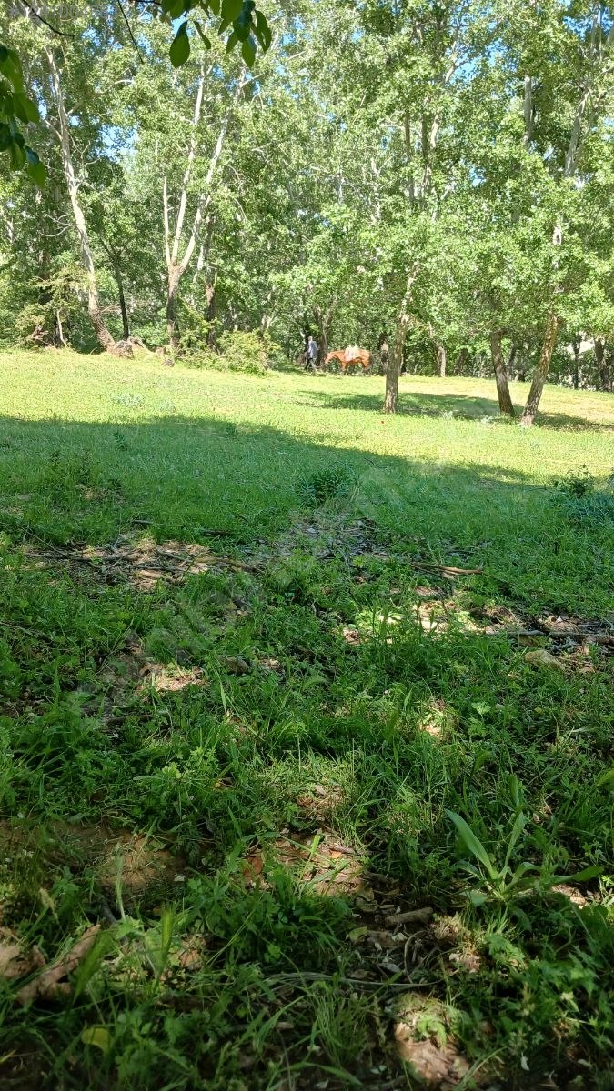 DENİZLİ BABADAĞ KELLECİ KÖYÜNDE  1.586 M²  BAĞ SATILIKTIR - DENİZLİ BABADAĞ fotoğraf 19