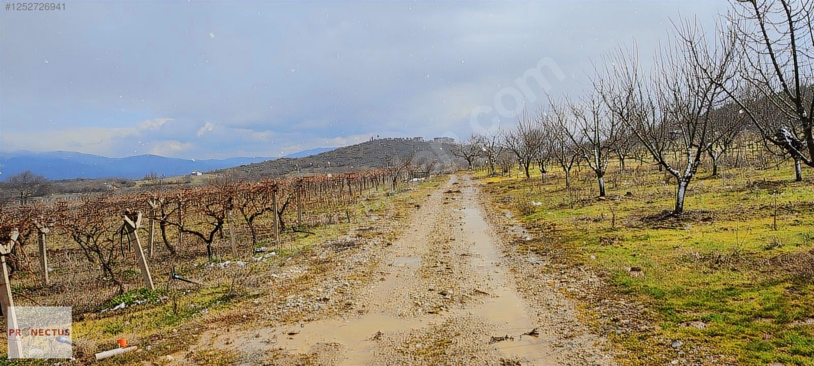 İZNİK MAHMUDİYE'DE RESMİ YOLA CEPHE SATILIK 1147M2 ERİK BAHÇESİ - BURSA İZNİK fotoğraf 7