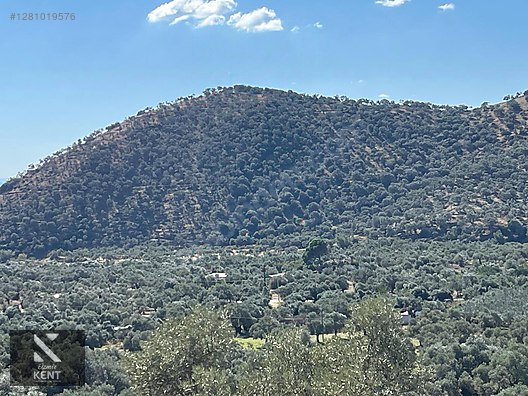 Bayındır Yusuflu Satılık 6050 m2 Zeytinlik Tek Tapu - İZMİR BAYINDIR fotoğraf 22