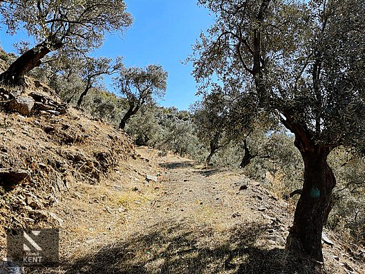 Bayındır Yusuflu Satılık 6050 m2 Zeytinlik Tek Tapu - İZMİR BAYINDIR fotoğraf 48