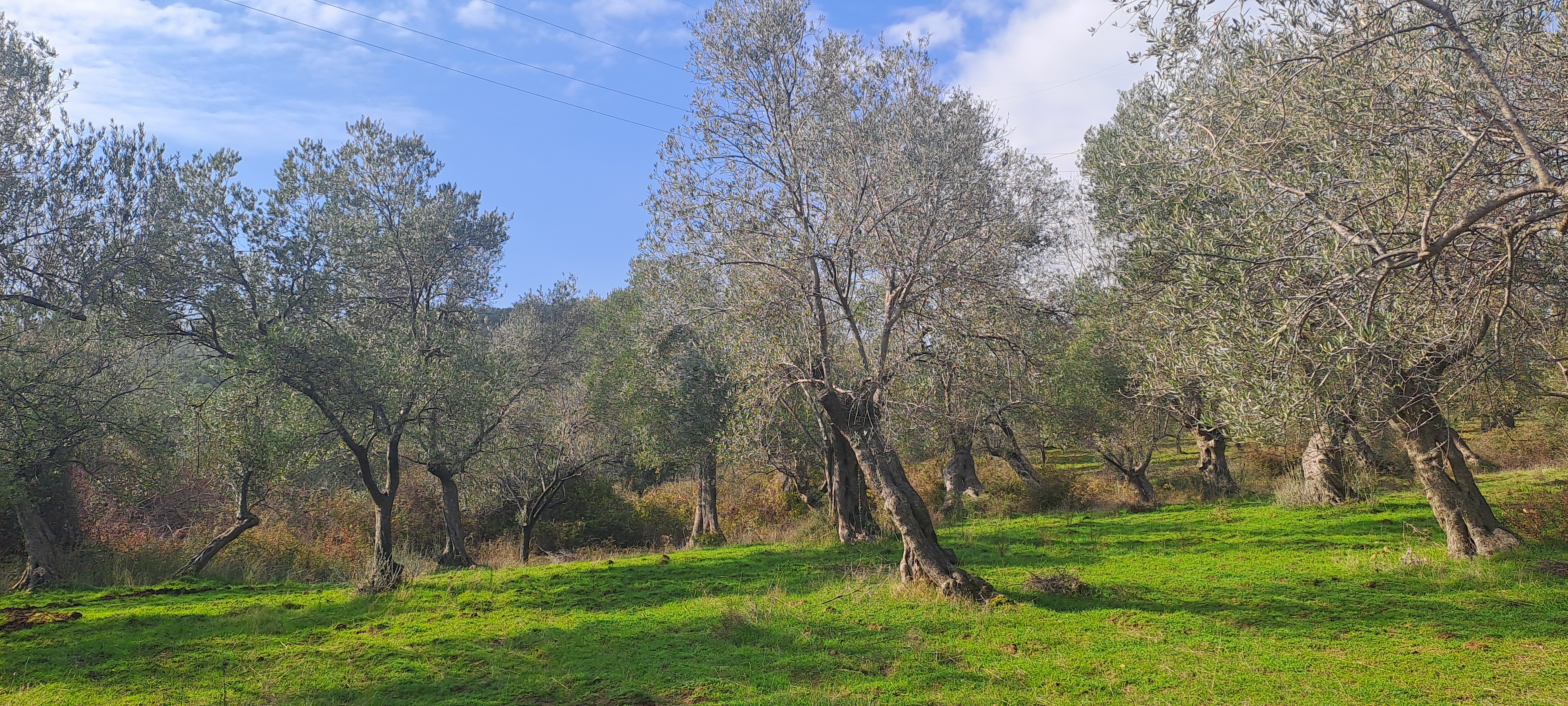 HAKANOĞLU GROUP'TAN TUZCUMURAT MAH. SATILIK ZEYTİNLİK - BALIKESİR EDREMİT fotoğraf 14