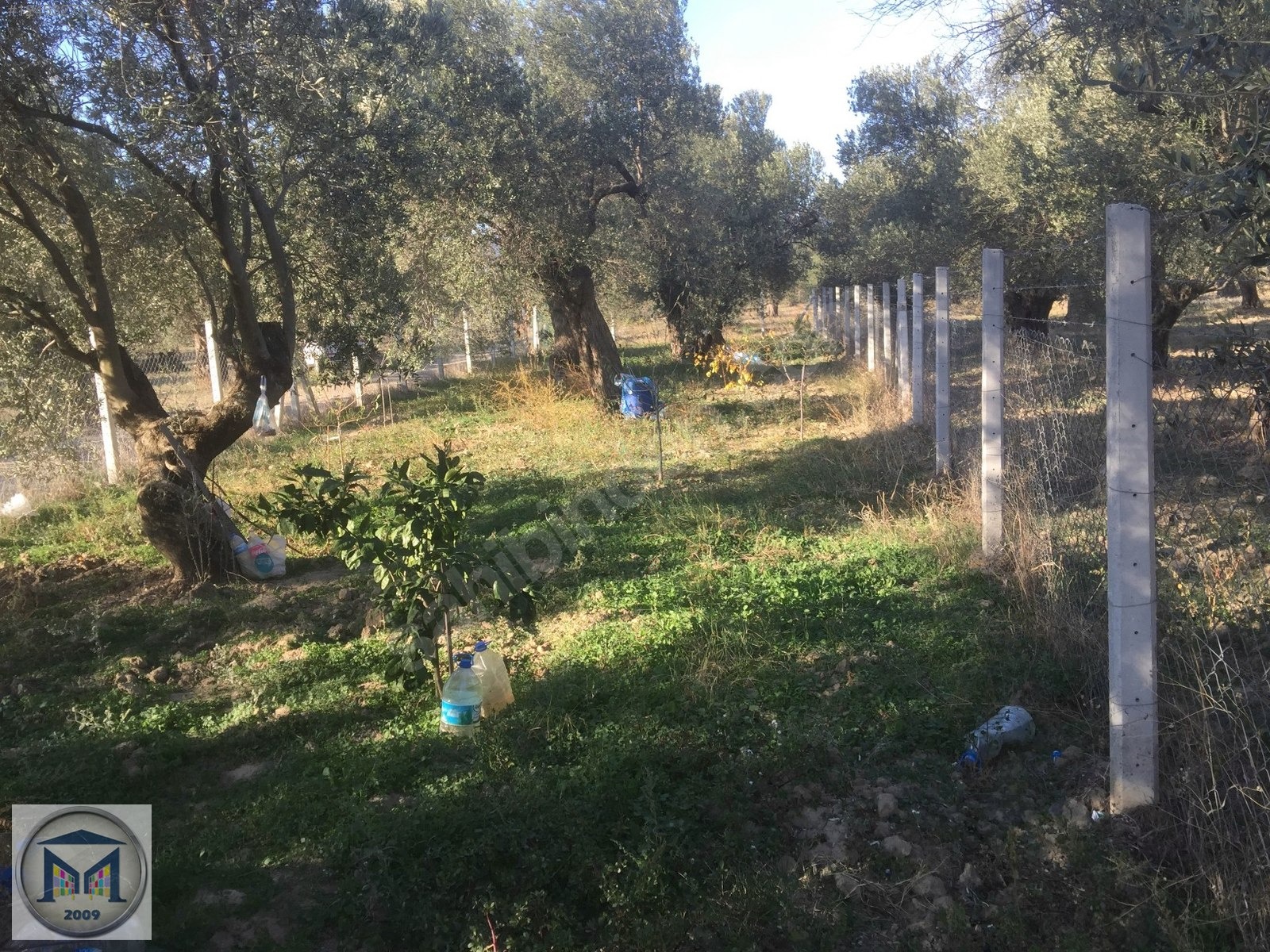 HAVRAN İNÖNÜ KÖYÜNDE 1600 M2 SATILIK ZEYTİNLİK - BALIKESİR HAVRAN fotoğraf 5