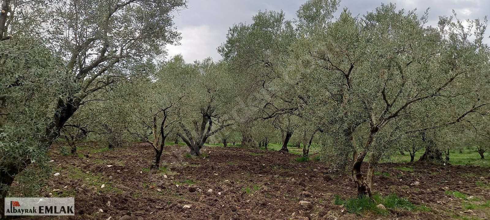 AKHİSAR SAKARKAYA DA ŞOK FİYAT SATILIK 3.850 M2 ZEYTİNLİK - MANİSA AKHİSAR fotoğraf 8