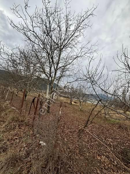 Burdur Ağlasun Hisarköy’de 4.400m2 Satılık Ceviz Bahçesi - BURDUR AĞLASUN fotoğraf 4