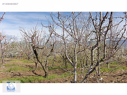 Kemalpaşa M.Akif Ersoy Mah. Satılık 4202m2 Bahçe - İZMİR KEMALPAŞA fotoğraf 3