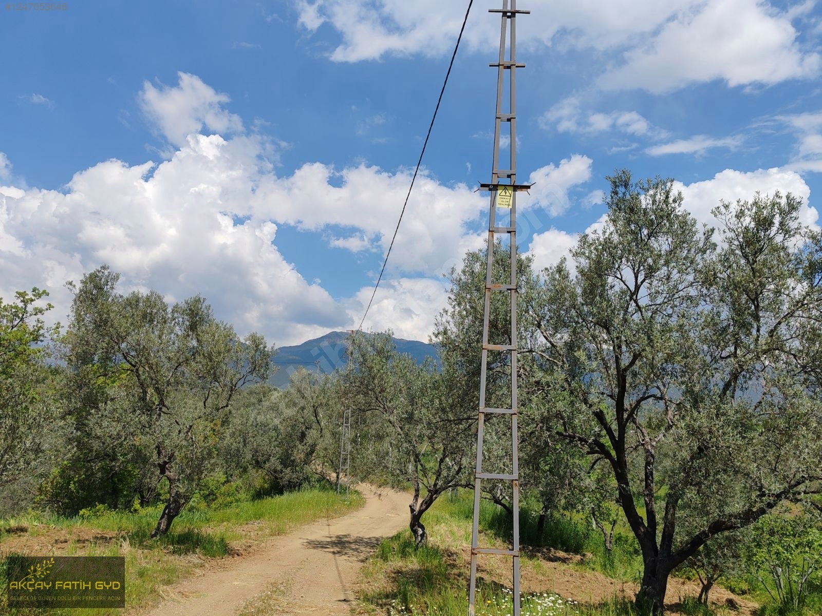 Hacıarslanlar da 3.100m2 SATILIK Kaçmaz Fırsat Zeytinlik - BALIKESİR EDREMİT fotoğraf 28