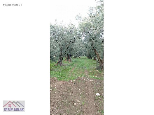 Fatih'ten Karsak ta 1245m2 yolu olan göl manzaralı zeytinlik - BURSA ORHANGAZİ fotoğraf 12