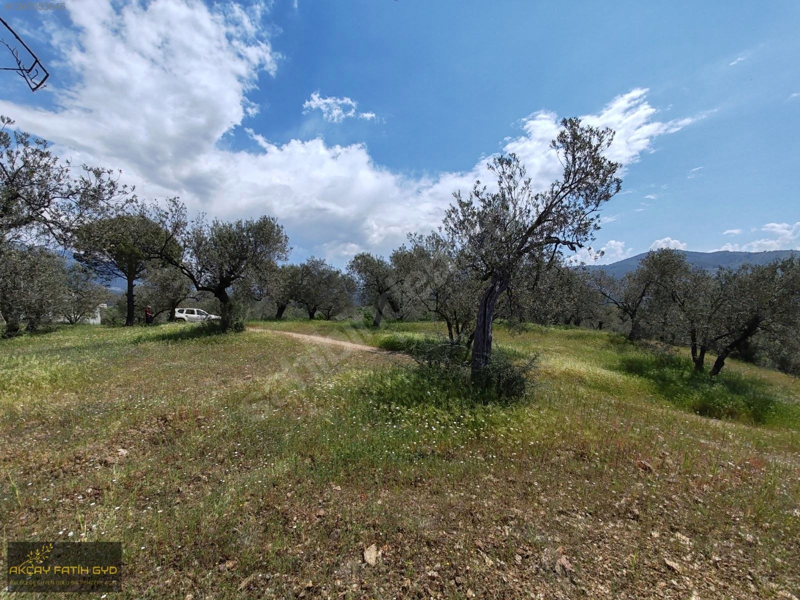 Hacıarslanlar da 3.100m2 SATILIK Kaçmaz Fırsat Zeytinlik - BALIKESİR EDREMİT fotoğraf 27