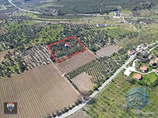 SATILIK KUŞADASI/ÇINARKÖY DE ZEYTIN VE INCIR AĞACI DIKILI BAĞ-BAHÇE - AYDIN KUŞADASI fotoğraf 6