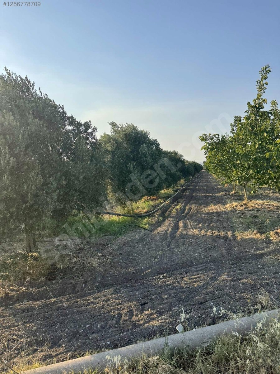 DOSTLARDAN BEKİRLER GİRİŞİNDE SATILIK ZEYTİNLİK - MANİSA AKHİSAR fotoğraf 6