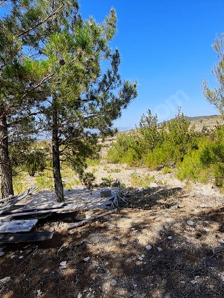 SİLİFKE SABAK MAHALLESİ 9 DÖNÜM ARAZİ VE BAĞ EVİ - MERSİN SİLİFKE fotoğraf 2