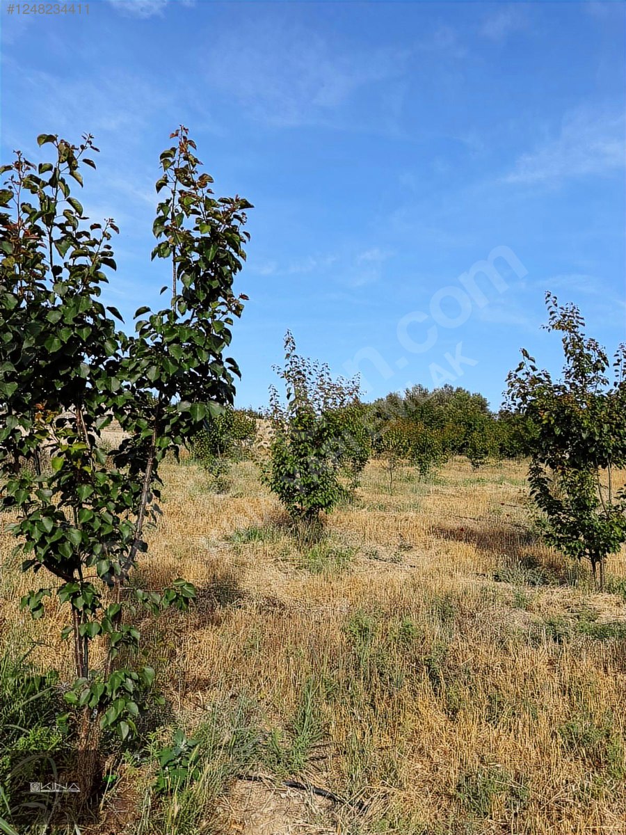 MUT - SİLİFKE KARAYOLUNA 250 M MESAFEDE SATILIK BAHÇE - MERSİN MUT fotoğraf 27
