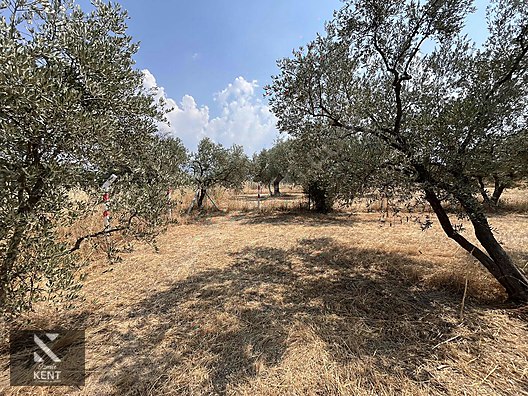 Kemalpaşa Bağyurdu Satılık 5650 m2 Bahçe - İZMİR KEMALPAŞA fotoğraf 6