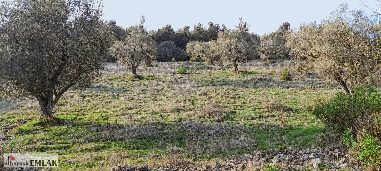 MANİSA SARIALAN DA SATILIK 15.DÖNÜM KUPON ZEYTİNLİK 3.300.000 TL - MANİSA ŞEHZADELER fotoğraf 18