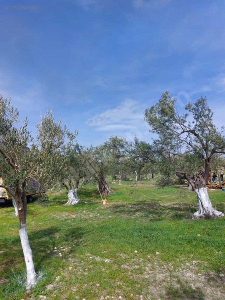 Yenişakran yola yakın fırsat zeytinlik TEL ÖRGÜLÜ BUNGALOV EV. - İZMİR ALİAĞA fotoğraf 8