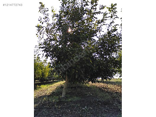 BURSA KARACABEY SUBAŞI KÖYÜNDE 6.000  M² TARLA SATILIKTIR - BURSA KARACABEY fotoğraf 8