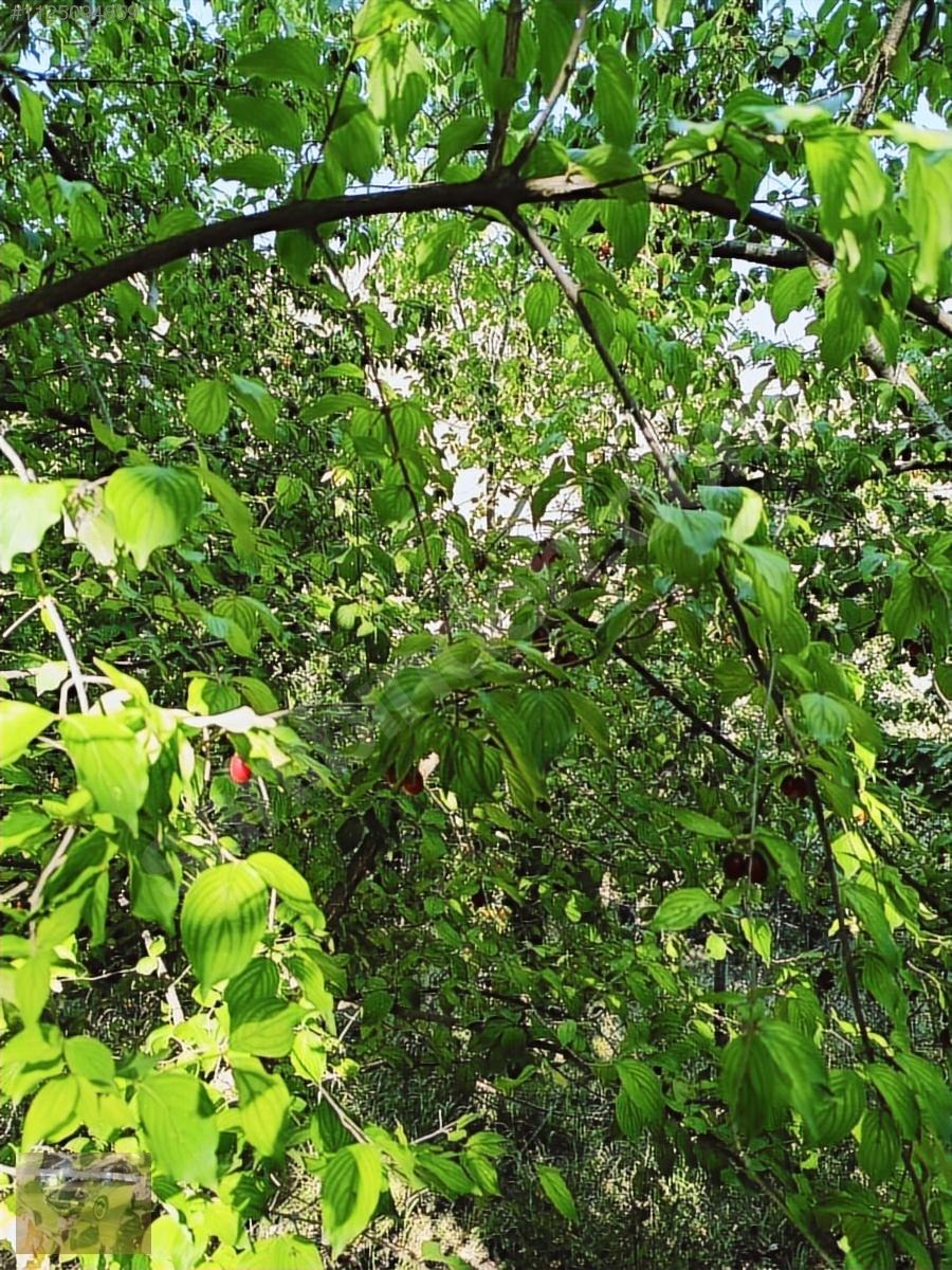 Kemer belenlide kòyiçi arsa bahçe suyu sınırsız sulama - BURDUR KEMER fotoğraf 9