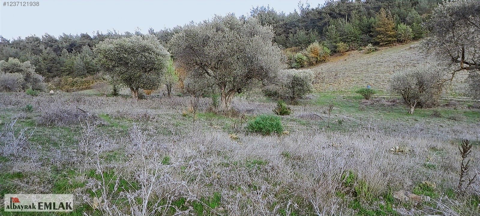 MANİSA SARIALAN DA SATILIK 15.DÖNÜM KUPON ZEYTİNLİK 3.300.000 TL - MANİSA ŞEHZADELER fotoğraf 6