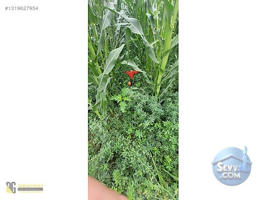 Ali Bey Köy'de Satılık Tarla 7884 M², Sulama Hatlı, Yola Yakın - BURSA İNEGÖL fotoğraf 3