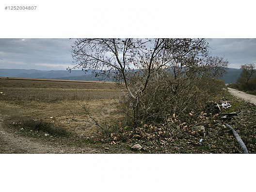 BURSA M.KEMALPAŞA KARAOĞLAN  1.107 M² TARLA SATILIKTIR. - BURSA MUSTAFAKEMALPAŞA fotoğraf 5