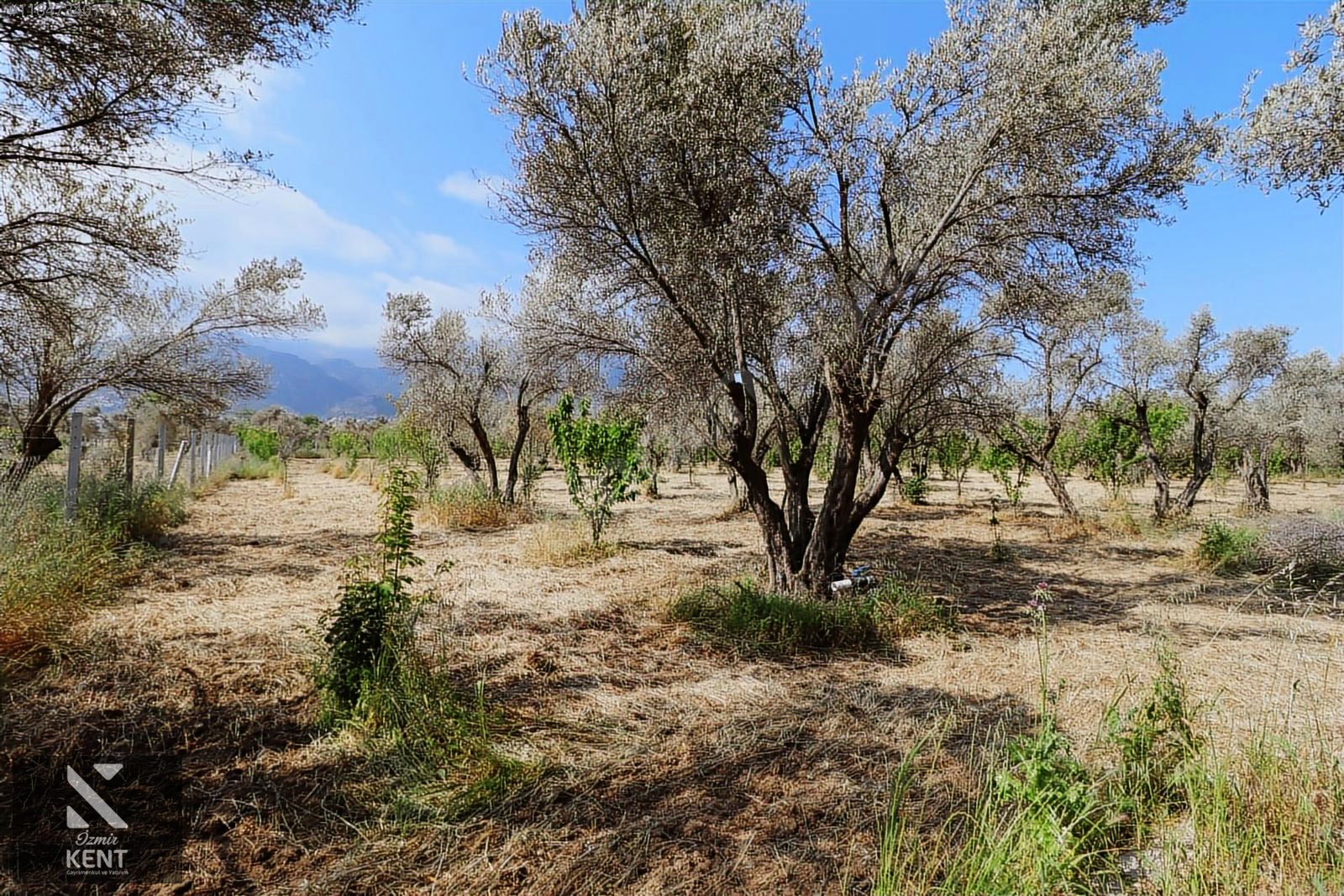 Kemalpaşa Sekiz Eylül Satılık 4.746 m2 Bahçe - İZMİR KEMALPAŞA fotoğraf 3
