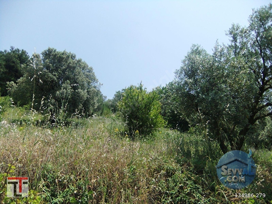 TEZCAN GAYRİMENKUL'DEN SAKARYA/GEYVE/DOĞANTEPE KÖYÜNDE ZEYTİNLİK. - SAKARYA GEYVE fotoğraf 6