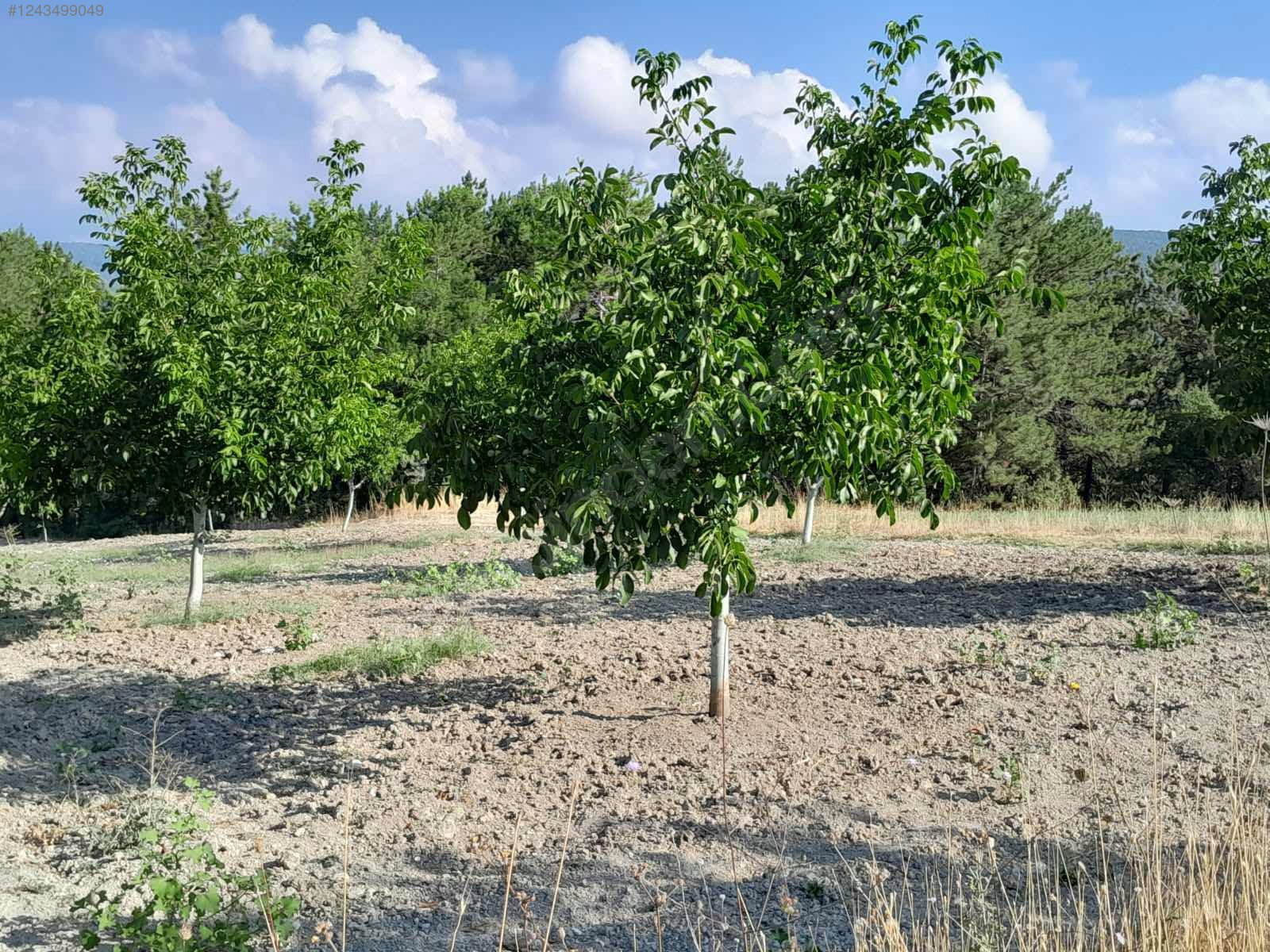 BURSA KELEŞ BELENÖREN'DE 5.270  M² BAHÇE SATILIKTIR - BURSA KELES fotoğraf 25