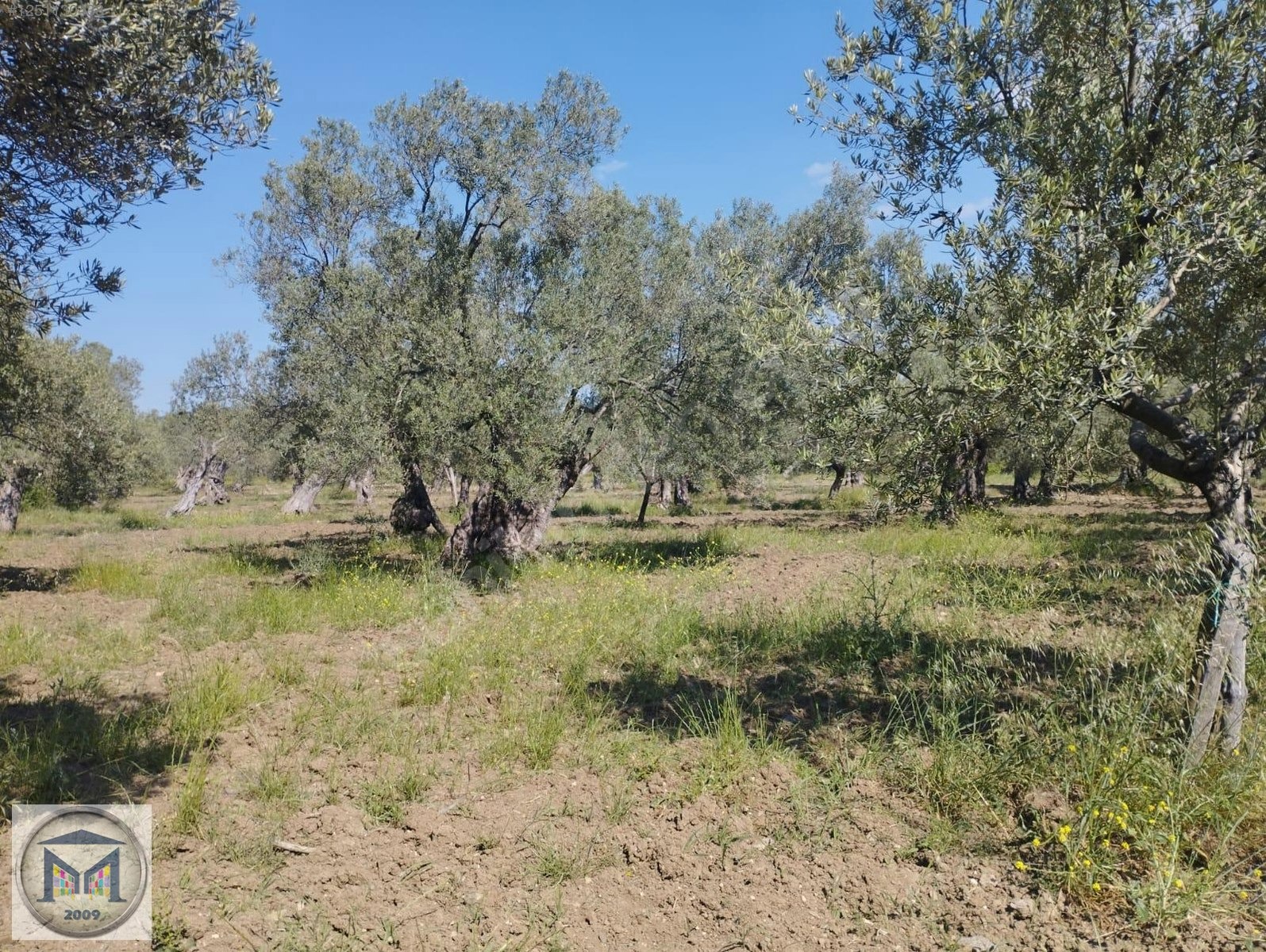 HAVRAN HAMAMBAŞI SATILIK 4.300 M2 ZEYTİNLİK - BALIKESİR HAVRAN fotoğraf 16