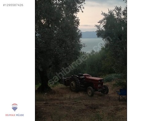 BURSA ORHANGAZİ NARLICA MAH. 2.187 M2 SATILIK ZEYTİNLİK - BURSA ORHANGAZİ fotoğraf 6