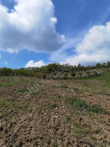 BURSA İZNİK TACİR KÖYÜNDE 13.056 M TARLA SATILIKTIR - BURSA İZNİK fotoğraf 3