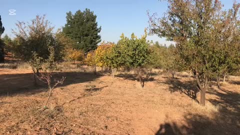 DENİZLİ ÇAL YUKARISEYİT KÖYÜNDE 1.496 M²  TARLA SATILIKTIR - DENİZLİ ÇAL fotoğraf 3