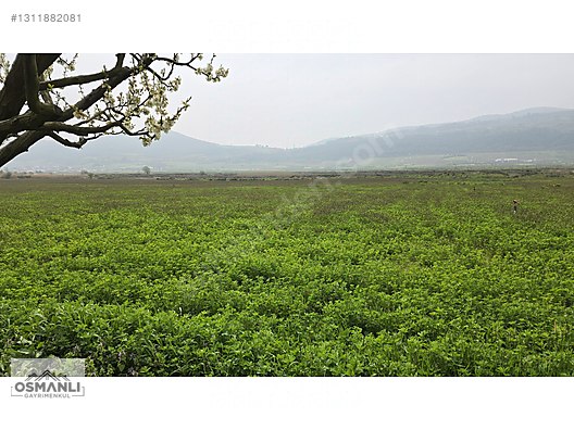 YEŞİLÇİMEN'DE SUYU YOLU OLAN ÇİFTLİK ARAZİSİ - BİLECİK OSMANELİ fotoğraf 8