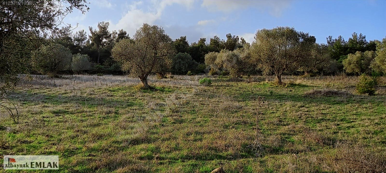 MANİSA SARIALAN DA SATILIK 15.DÖNÜM KUPON ZEYTİNLİK 3.300.000 TL - MANİSA ŞEHZADELER fotoğraf 15