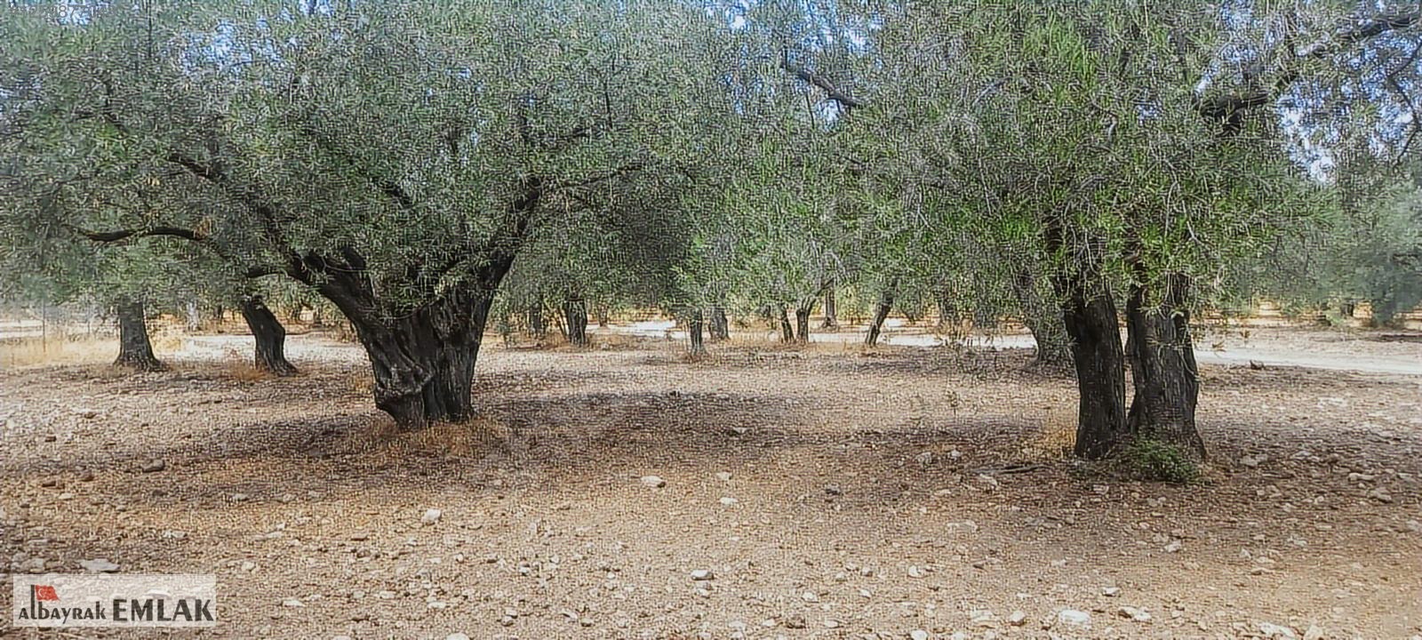 MANİSA SARUHANLI DA SATILIK 3.800 M2 BAKIMLI ZEYTİNLİK 1.280.000 - MANİSA SARUHANLI fotoğraf 3