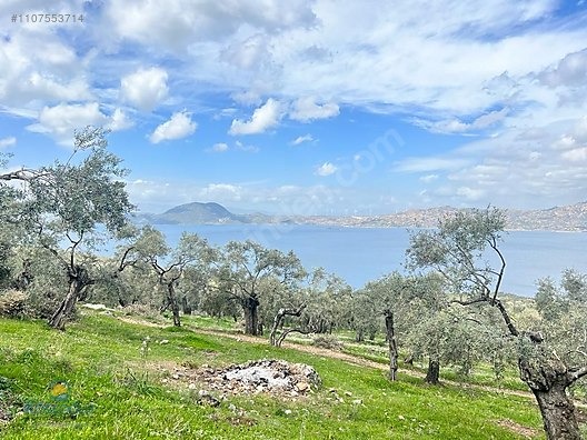 MUGLA MİLAS KARAHAYIT KOYUNDE ASFALTA SİFİR ZEYTİNLİK BAKİMLİ - MUĞLA MİLAS fotoğraf 3