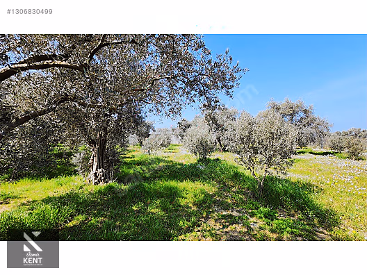 Kemalpaşa Ören Satılık Zeytinlik 1.230 m2 - İZMİR KEMALPAŞA fotoğraf 12