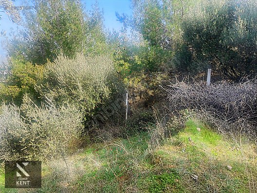 Kemalpaşa Aşağıkızılca Satılık 1758 M2 Tek Tapu Zeytinlik - İZMİR KEMALPAŞA fotoğraf 14