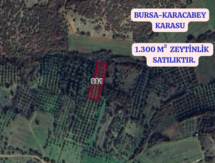 BURSA KARACABEY KARASU  KÖYÜNDE 1.300 M² ZEYTİNLİK  SATILIKTIR - BURSA KARACABEY fotoğraf 2