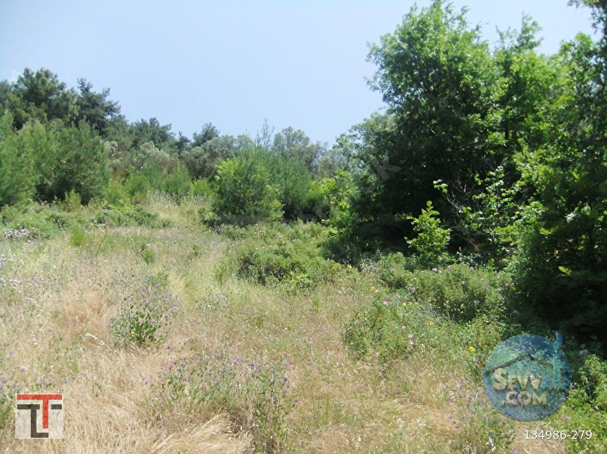 TEZCAN GAYRİMENKUL'DEN SAKARYA/GEYVE/DOĞANTEPE KÖYÜNDE ZEYTİNLİK. - SAKARYA GEYVE fotoğraf 4