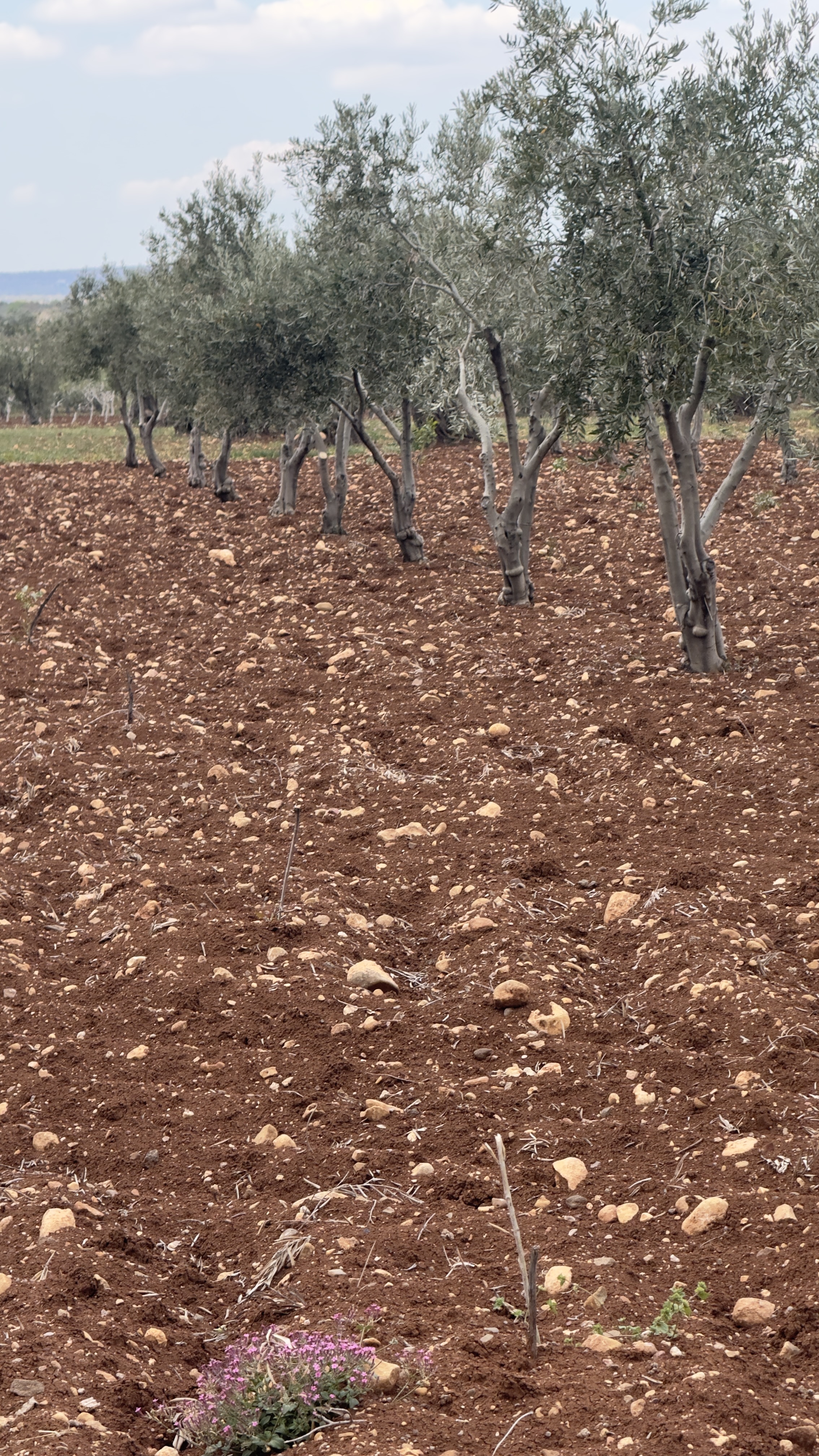 ÖZGÜRoğluEMLAK,tan SATILIK ZEYTİNLİK  - KİLİS MERKEZ fotoğraf 20