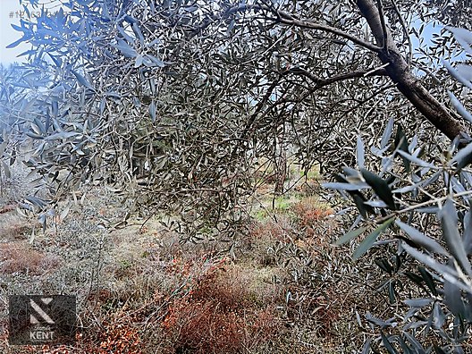 Kemalpaşa Armutlu Hürriyet Mah. Satılık 1.950 m2 Bahçe - İZMİR KEMALPAŞA fotoğraf 33