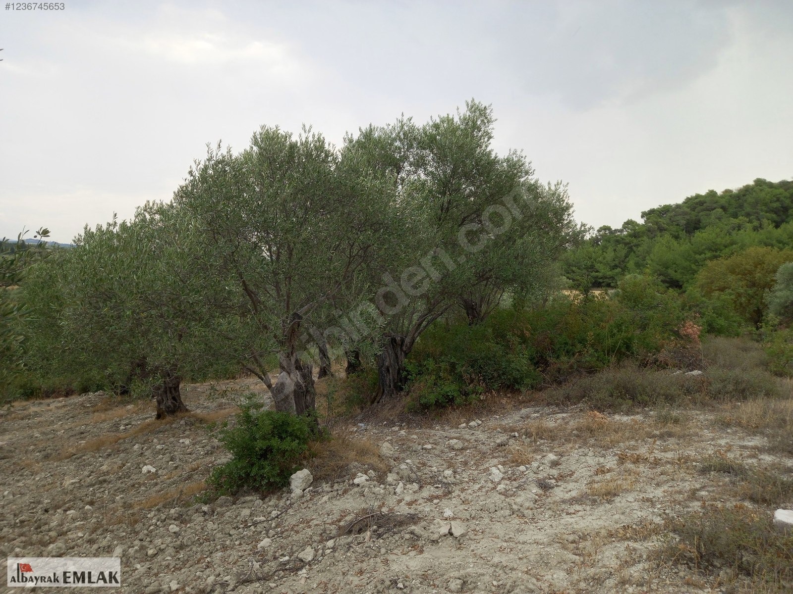 MANİSA SARUHANLI SARIÇAM DA SATILIK 3.500 M2 USLU ZEYTİNLİK - MANİSA SARUHANLI fotoğraf 9